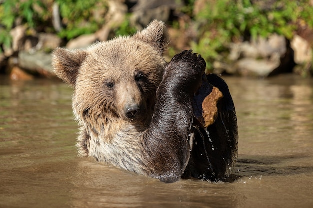 Oso (Ursus arctos) en el lago. Otoño