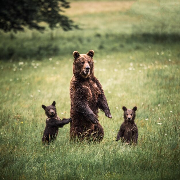 Foto los osos en el campo de hierba