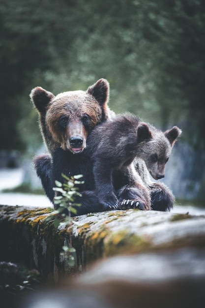 Osos en el muro de contención en el bosque