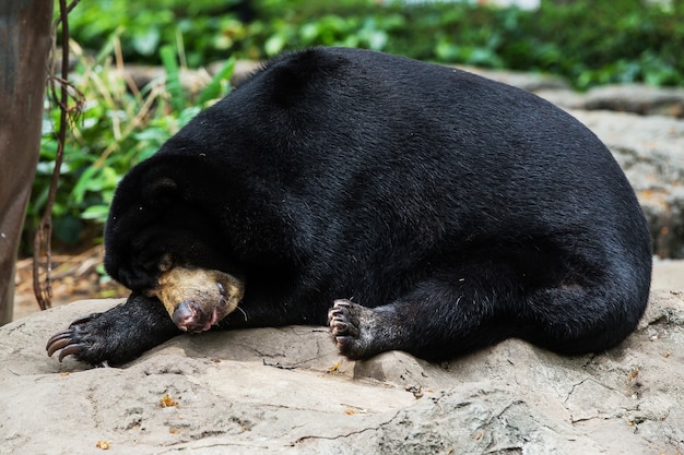 Osos negros duermen