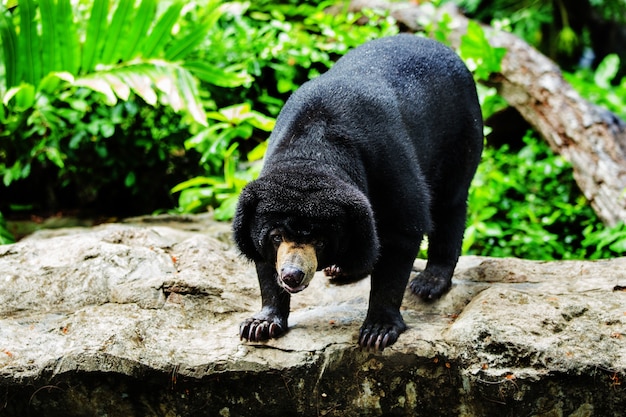 Osos negros