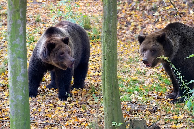 Osos pardos en el bosque