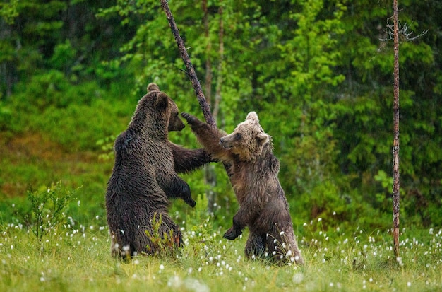 Los osos pardos en un claro del bosque están jugando entre sí