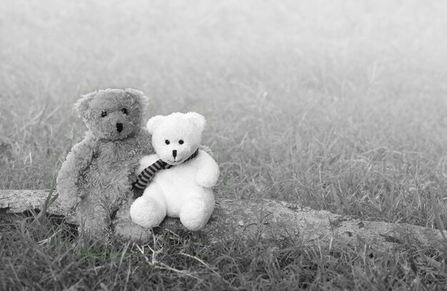 Foto osos de peluche en el campo durante el tiempo de niebla