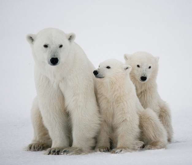 Foto osos polares jugando entre ellos en la nieve.
