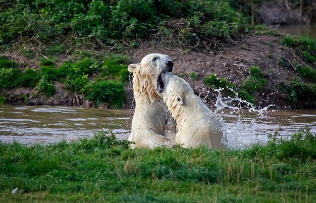 Osos polares peleando en un lago en un parque de vida silvestre