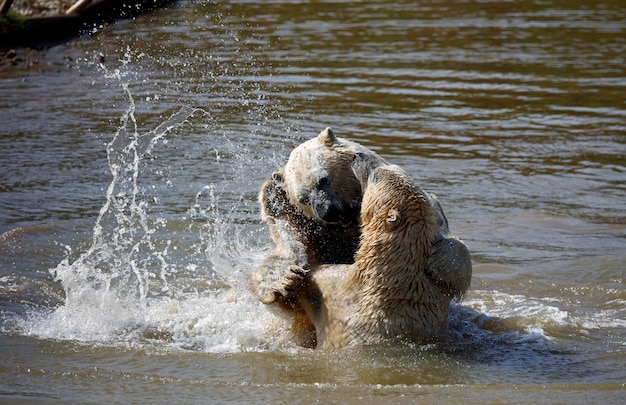 Osos polares peleando en un lago en un parque de vida silvestre