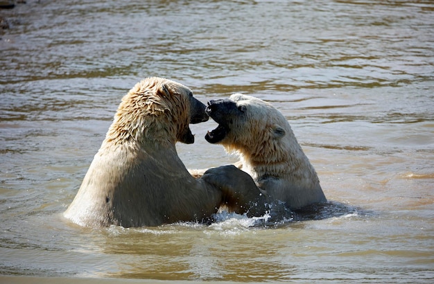 Osos polares peleando en un lago en un parque de vida silvestre