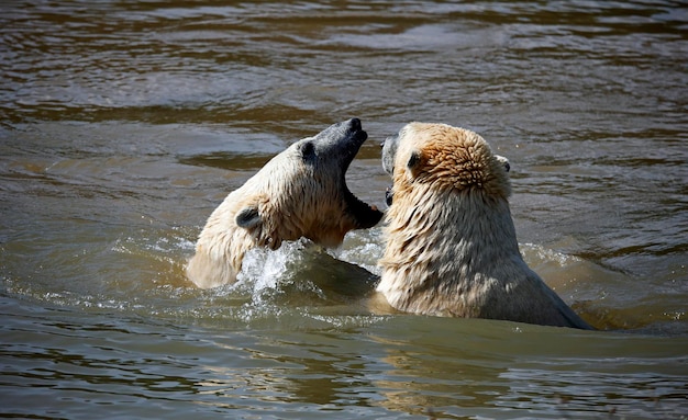 Osos polares peleando en un lago en un parque de vida silvestre