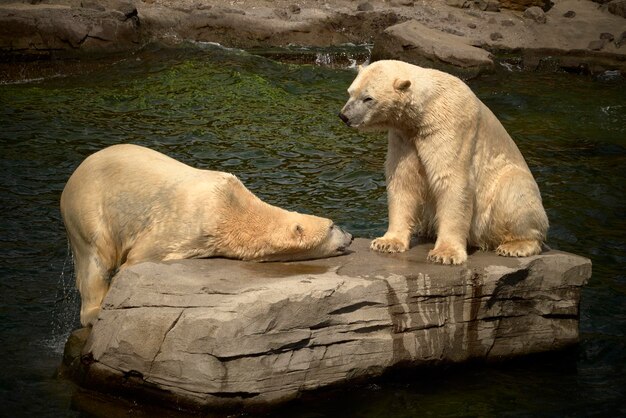 Osos polares en la roca en medio del lago en el zoológico