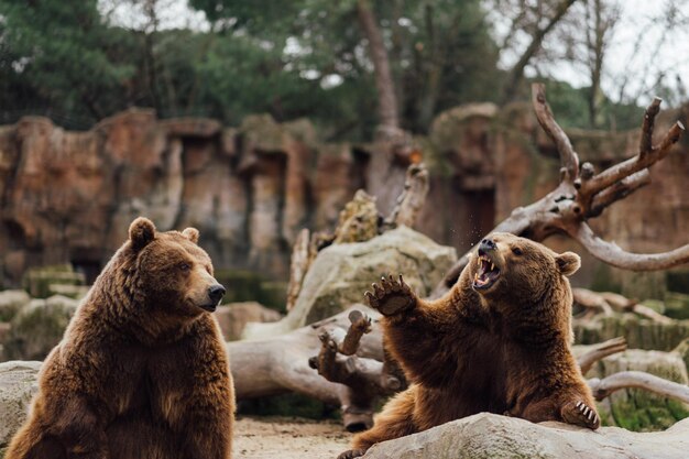 Foto osos en el zoológico