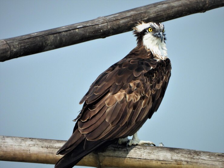 Foto osprey com olhar zangado