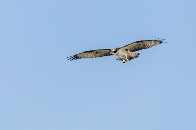 Osprey em vôo (Pandion haliaetus)