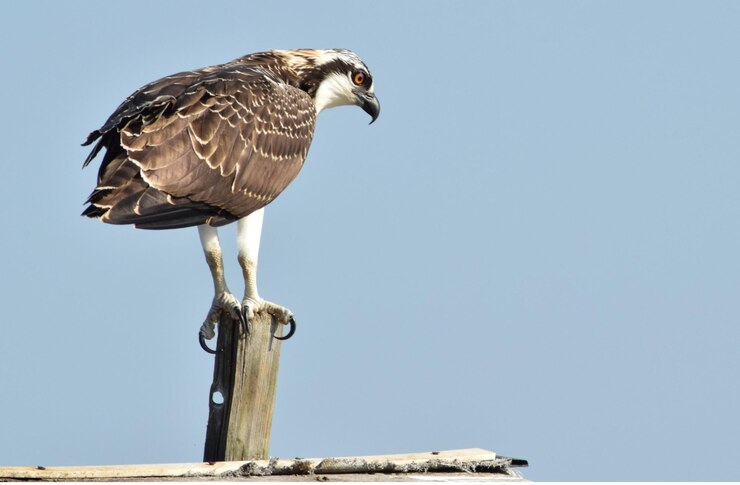 Foto osprey empoleirado em um poste de madeira contra um céu claro em um dia ensolarado
