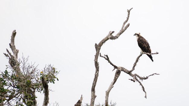 Osprey empoleirar-se em um galho de árvore morta bem acima do riacho de água Pássaro Osprey isolado contra o céu cinza sombrio