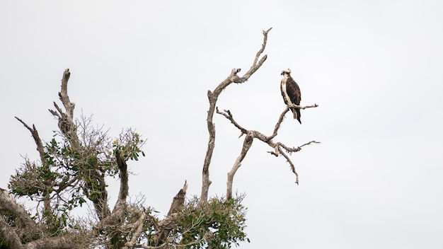 Osprey empoleirar-se em um galho de árvore morta bem acima do riacho de água Pássaro Osprey isolado contra o céu cinza sombrio