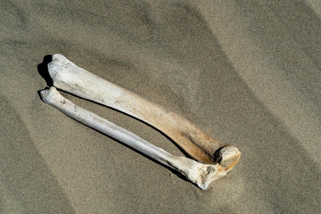 Ossos das pernas na praia