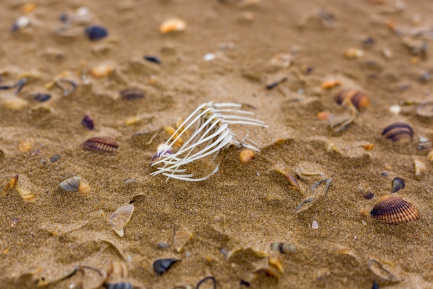 Ossos de peixe na areia da costa