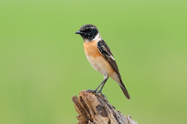 Ost-Schwarzkehlchen Saxicola stejnegeri Schöne männliche Vögel von Thailand