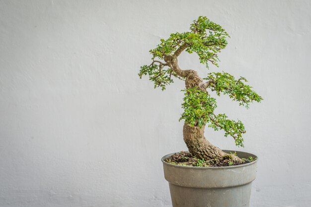 Foto osteomeles subrotunda bonsai