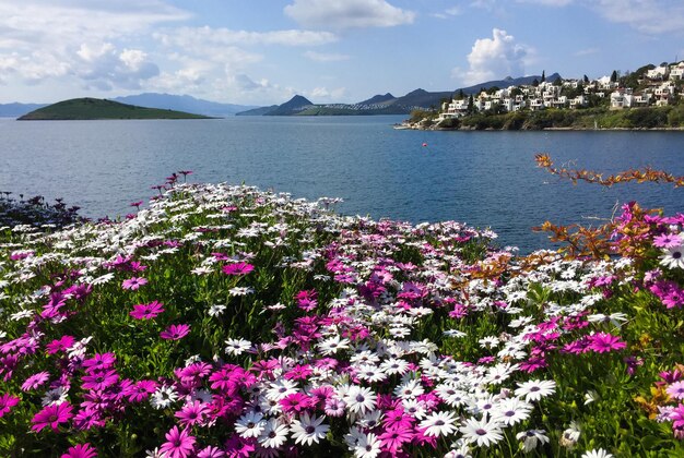 Osteospermum blüht an der Ägäis in der Türkei. Schöner Meerblick, Inseln und Berge.