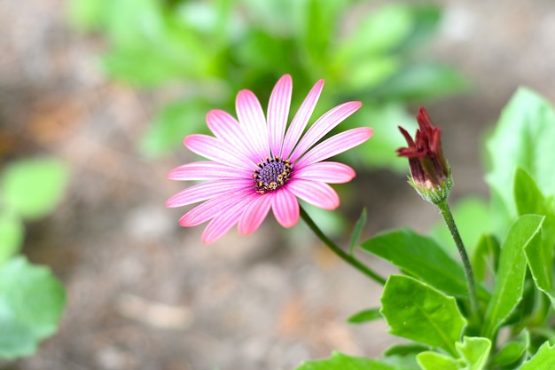 Osteospermum conocido como daisybush o margarita africana