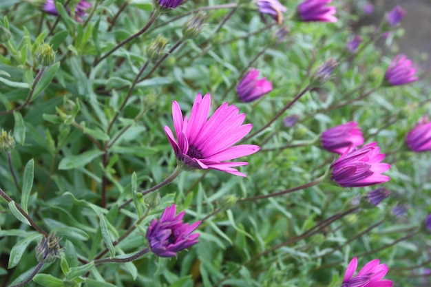 Osteospermum Eklon en el fondo de hojas verdes