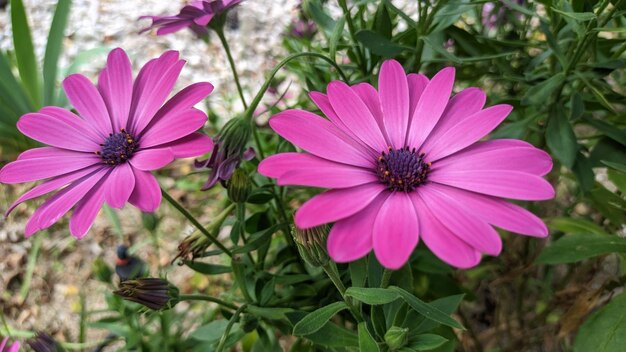 Osteospermum es un arbusto de hoja perenne que los jardineros adoran por su follaje ornamental y