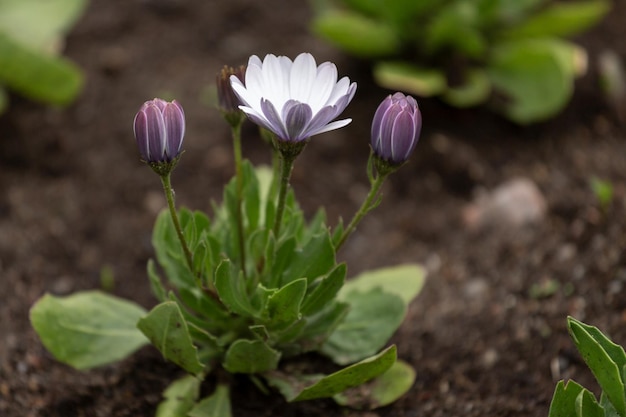 Osteospermum flor y capullo púrpura blanco