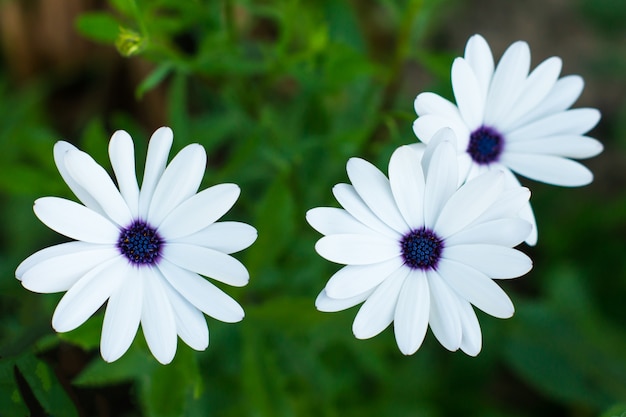 Osteospermum - flores de camomila branca com um meio roxo em um fundo verde do jardim.