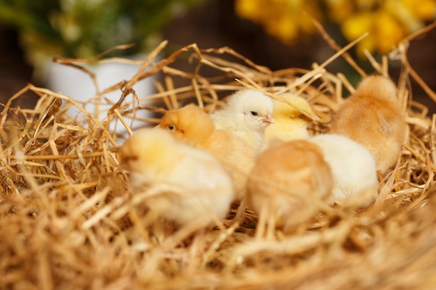 Osterbabys im Strohnest am Morgen. Süße Küken