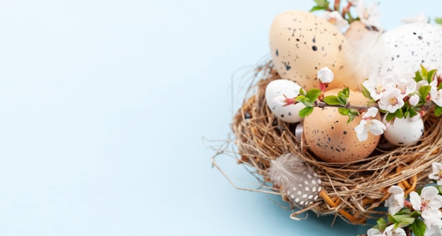 Ostereier im Nest und Kirschblüte Hühner- und Wachteleier Frühlingsgrußkarte mit Kopierbereich