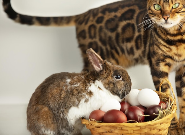 Ostereier in einem Weidenkorb, dekorativer kleiner Hase und gefleckte Katze sind in der Nähe