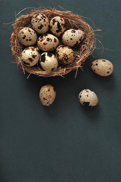 Ostereier Wachteleier in einem Nest auf dunkelgrünem Hintergrund