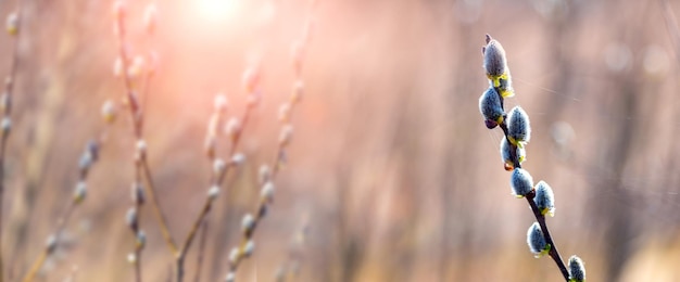 Ostergrußkarte mit Weidenzweigen auf verschwommenem Hintergrund bei sonnigem Wetter