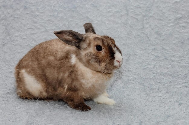 Osterhase auf einem blaugrauen Hintergrund Osterferienkonzept