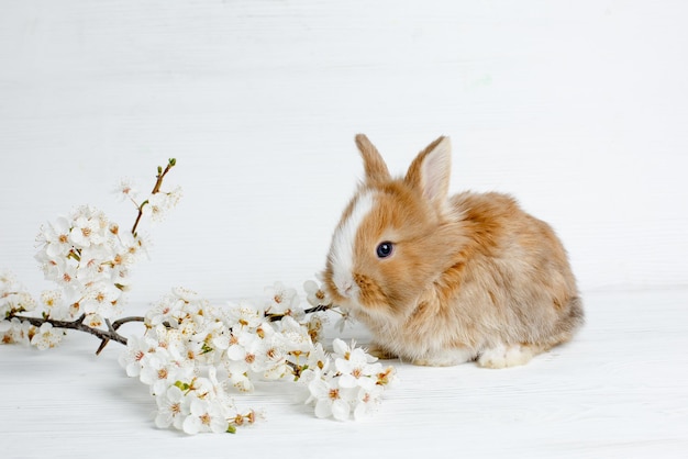 Osterhase auf einem hellen Holztisch mit einem Frühlingsblumenzweig