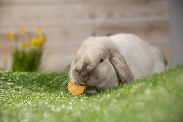 Osterhase auf grünem Gras sitzend niedlich bunter Hase grüner Hintergrund Frühlingsurlaub Symbol von