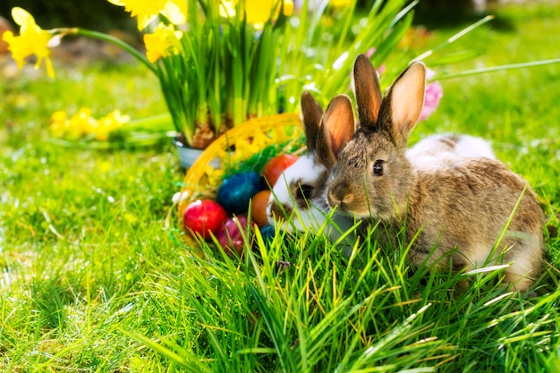 Osterhase auf Wiese mit Korb und Eiern