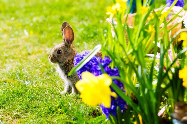 Osterhase, der auf Wiese wartet