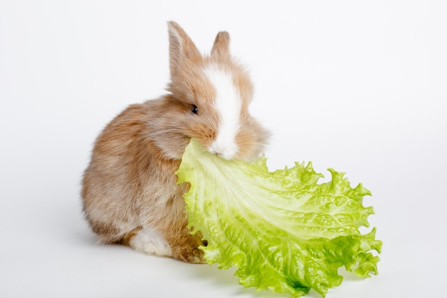 Osterhase essen Salatblatt isoliert auf weißem Hintergrund