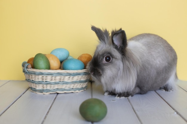 Foto osterhase mit bunten eiern in einem korb auf gelbem hintergrund