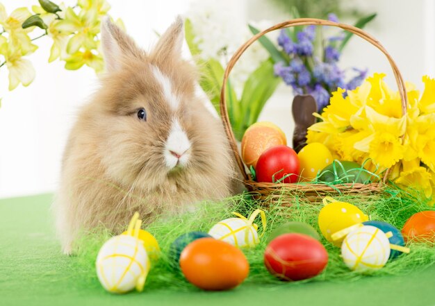 Osterhase mit Eiern im Korb und Blume. Selektiver Fokus. Konzentrieren Sie sich auf Kaninchen.