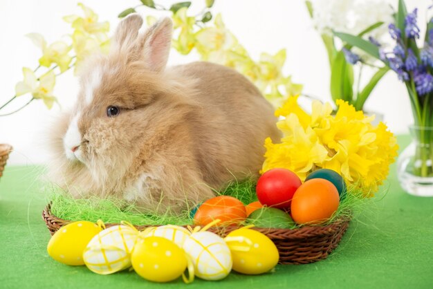 Osterhase mit Eiern im Korb und Blume. Selektiver Fokus. Konzentrieren Sie sich auf Kaninchen.