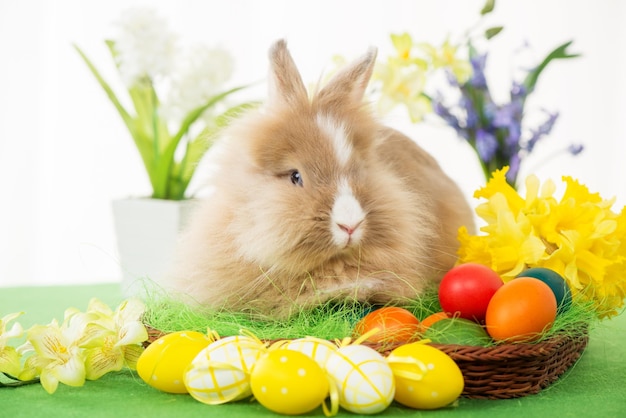 Osterhase mit Eiern im Korb und Blume. Selektiver Fokus. Konzentrieren Sie sich auf Kaninchen.