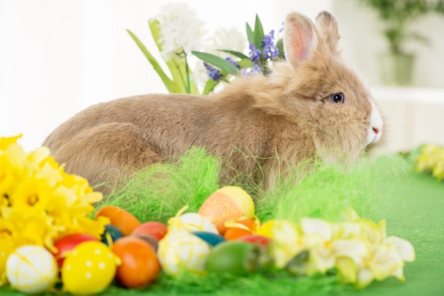 Osterhase mit Eiern und Blumen. Selektiver Fokus. Konzentrieren Sie sich auf Kaninchen.