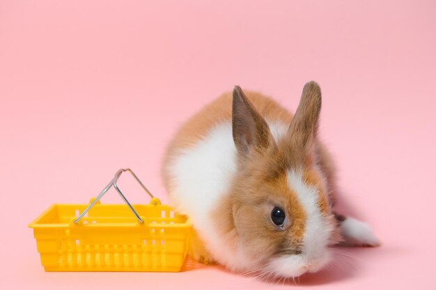 Osterhase mit Einkaufskorb