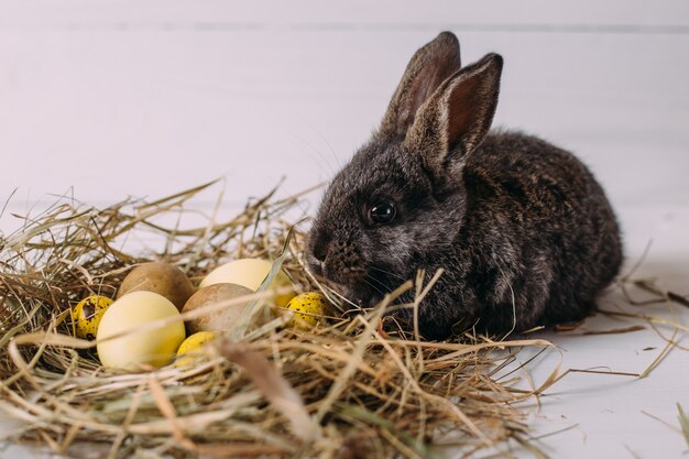 Osterhase mit Ostereiern und einem Heunest. Kleines graues Kaninchen.