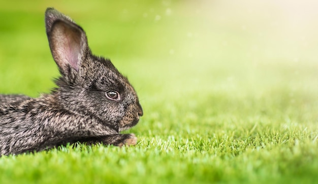 Osterhase Netter kleiner Osterhase auf der Wiese Grünes Gras unter den Sonnenstrahlen