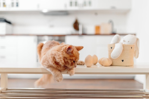 Osterhase und Ingwerkatze in der Küche Fröhliche Osterkarte mit Ingwerkatze und Ostereiern